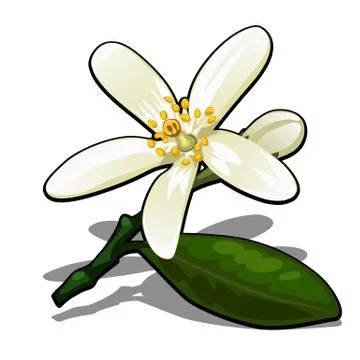Single flower of lemon tree isolated on a white background. Flowering tree Stock Illustration