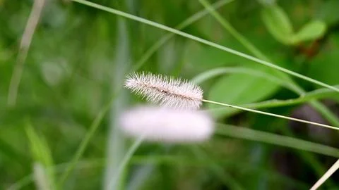 A single flower with a long stem is in the foreground of a green field Stock Photos