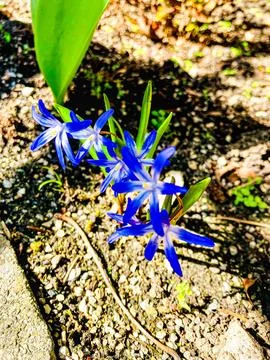 Single Flower in Natural Bloom 写真素材