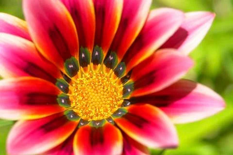 Single flower Stock Photos