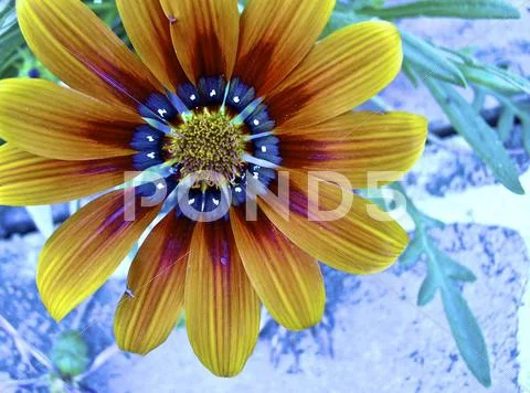 Single flower Stock Photos