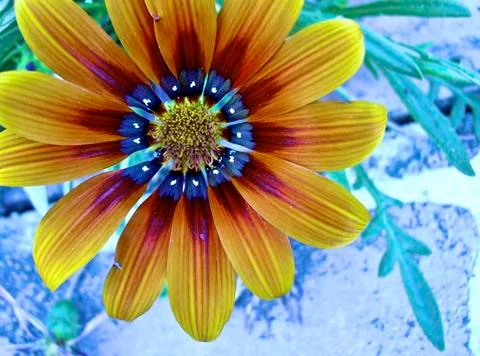 Single flower Stock Photos