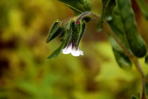 Single flower Stock Photos