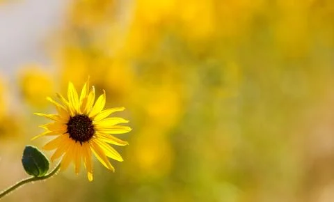 Single flower Stock Photos