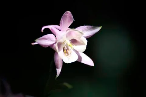 Single Flower Foto stock