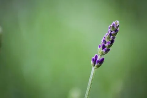 Single flower Stock Photos