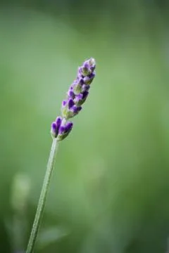Single flower Stock Photos