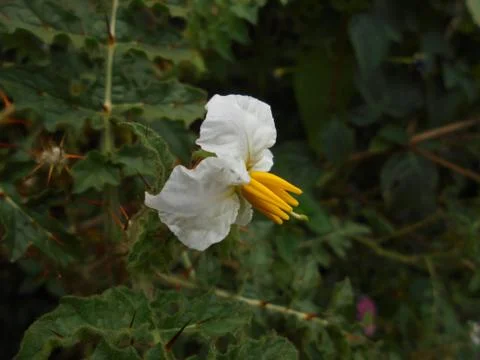 Single Flower Stock-Fotos