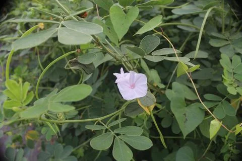 Single flower Stock Photos