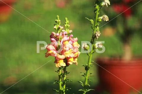 Single flower plant with de focus background Stock Photos