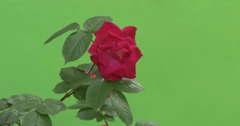 Single Flower, Red Rose on Branch Closeup Stock Footage 51630221