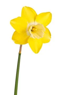 Single flower of a reverse-bicolor daffodil cultivar isolated Stock Photos