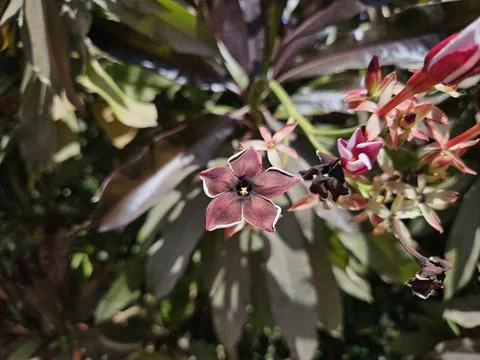 A single flower showcasing its Multi-colored petals Stock Photos
