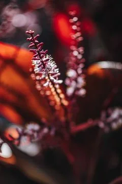 Single Flower Spike Macro Warm Orange Bokeh Bartow Florida Stock Photos