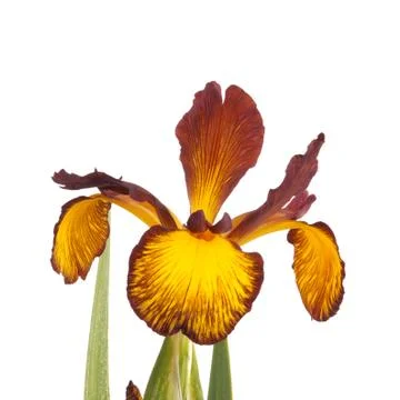 Single flower of spuria iris isolated on white Stock Photos