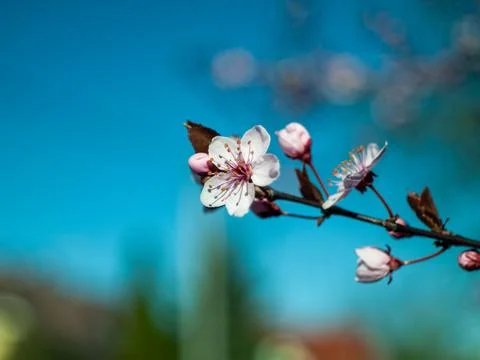 Single flower with a stem is in the foreground of a blue sky Stock Photos