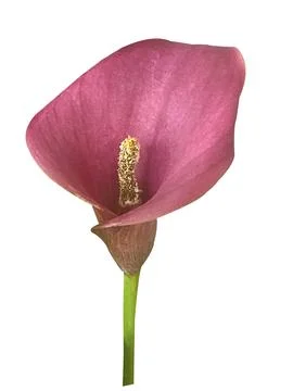 Single flower on stem of a Pink Calla lily Zantedeschia hybrid isolated on .. Stock Photos