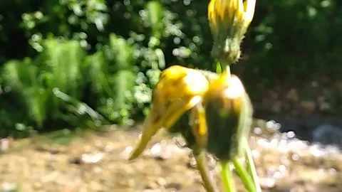 Single flower with stream and grass background. A single yellow flower Stock Footage 308060265