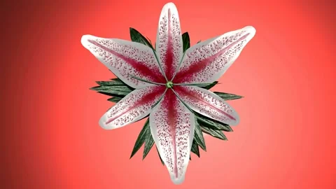 Single flower top final Stock Footage 162937749