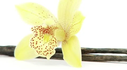 Single flower with vanilla closeup Video stock 8979642