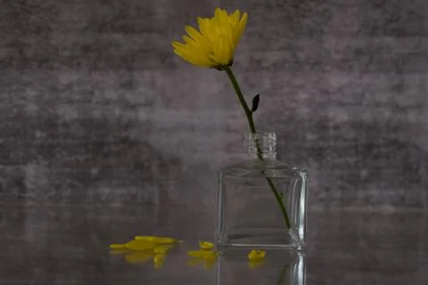 Single flower in vase - selective focus Foto stock