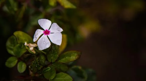 Single Flower Watered 스톡 사진