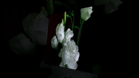 Single Flower White Iris Blooming Stock Footage 73521549