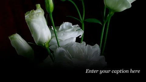 Single Flower White Iris Blooming Stock Footage 73521580