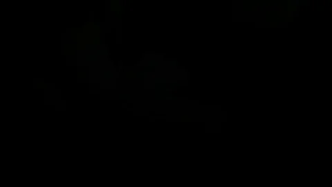 Single Flower White Iris Blooming Stock Footage 73523806