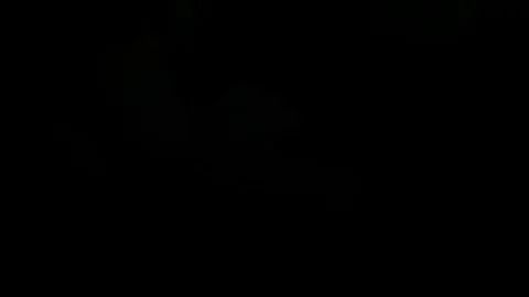 Single Flower White Iris Blooming Stock Footage 73524969