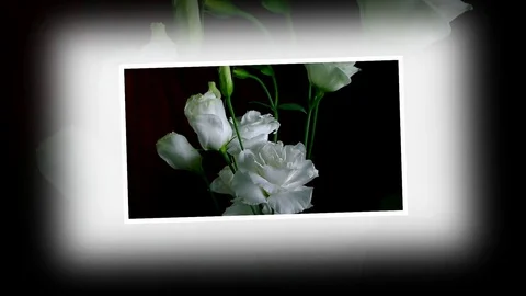 Single Flower White Iris Blooming Stock Footage 73526007