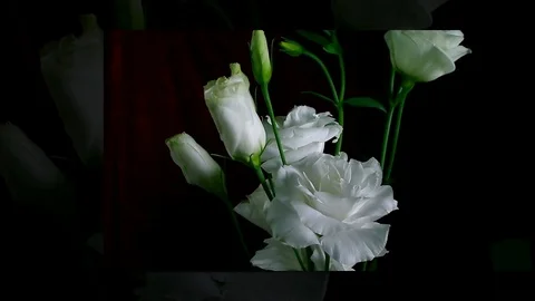 Single Flower White Iris Blooming Stock Footage 73527031