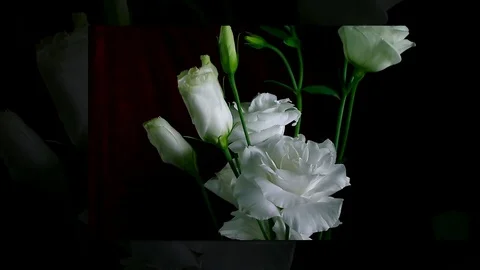 Single Flower White Iris Blooming Stock Footage 73528090