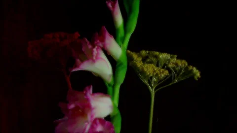 Single Flower White Iris Blooming Stock Footage 73528539