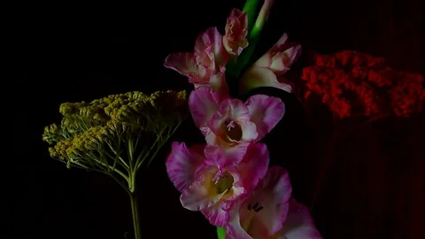 Single Flower White Iris Blooming Stock Footage 73529093