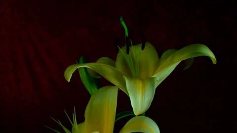 Single Flower White Iris Blooming Stock Footage 73529235