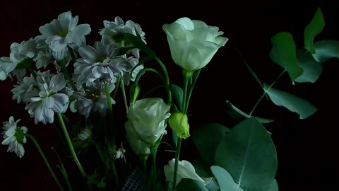 Single Flower White Iris Blooming Stock Footage 73529889