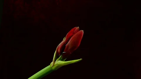 Single Flower White Iris Blooming Stock Footage 73529995