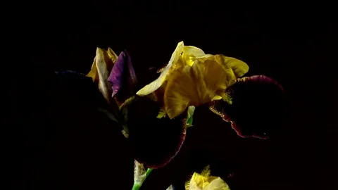 Single Flower White Iris Blooming Stock Footage 73530200