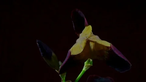 Single Flower White Iris Blooming Stock Footage 73530307