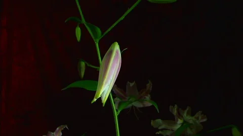 Single Flower White Iris Blooming Stock Footage 73530400