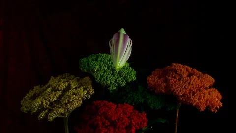 Single Flower White Iris Blooming Stock Footage 73530720