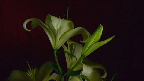 Single Flower White Iris Blooming Stock Footage 73531228