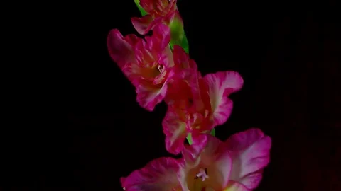 Single Flower White Iris Blooming Stock Footage 73531593