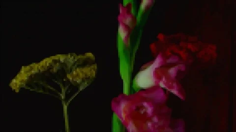 Single Flower White Iris Blooming Stock Footage 73532400