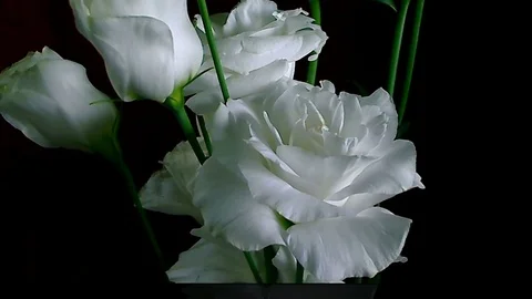 Single Flower White Iris Blooming Stock Footage 73532920