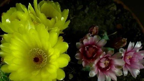 Single Flower White Iris Blooming Stock Footage 73533611