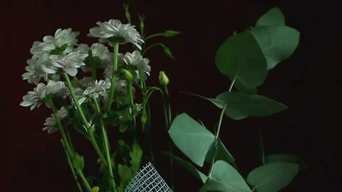 Single Flower White Iris Blooming Stock Footage 73533843