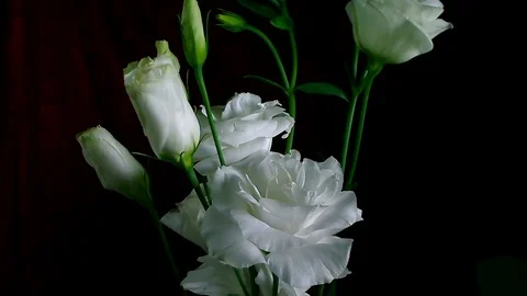 Single Flower White Iris Blooming Stock Footage 73534098