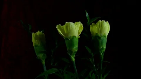 Single Flower White Iris Blooming Stock Footage 73534217